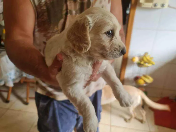 Cachorro ra a Labrador  mestiço  idade Abaixo de 2 meses nome Filhotes