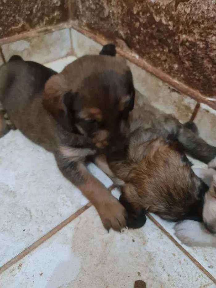 Cachorro ra a Labrador  mestiço  idade Abaixo de 2 meses nome Filhotes