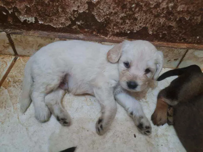 Cachorro ra a Labrador  mestiço  idade Abaixo de 2 meses nome Filhotes