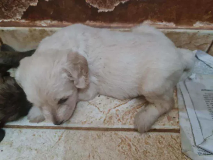 Cachorro ra a Labrador  mestiço  idade Abaixo de 2 meses nome Filhotes