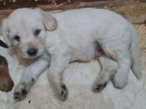 Cachorro raça Labrador  mestiço  idade Abaixo de 2 meses nome Filhotes