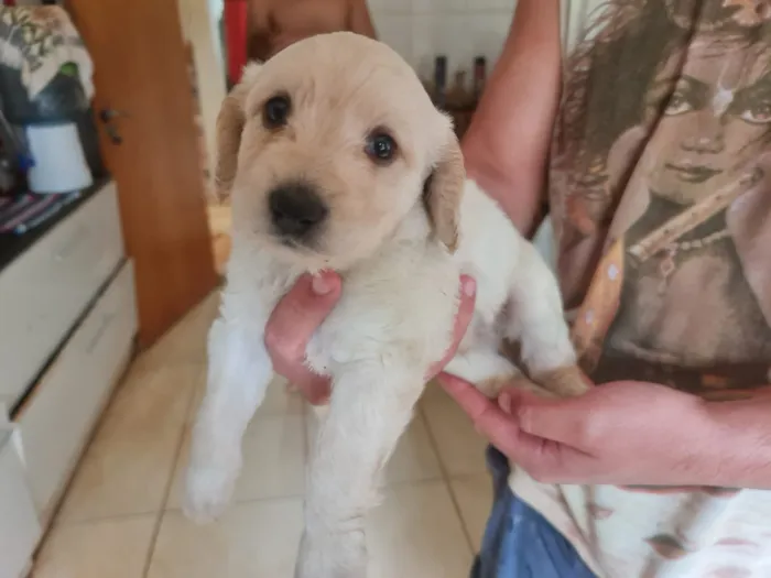 Cachorro ra a Labrador  mestiço  idade Abaixo de 2 meses nome Filhotes