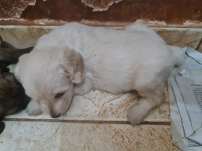 Cachorro ra a Labrador  mestiço  idade Abaixo de 2 meses nome Filhotes