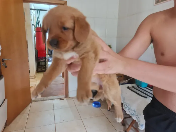 Cachorro ra a Labrador  mestiço  idade Abaixo de 2 meses nome Filhotes