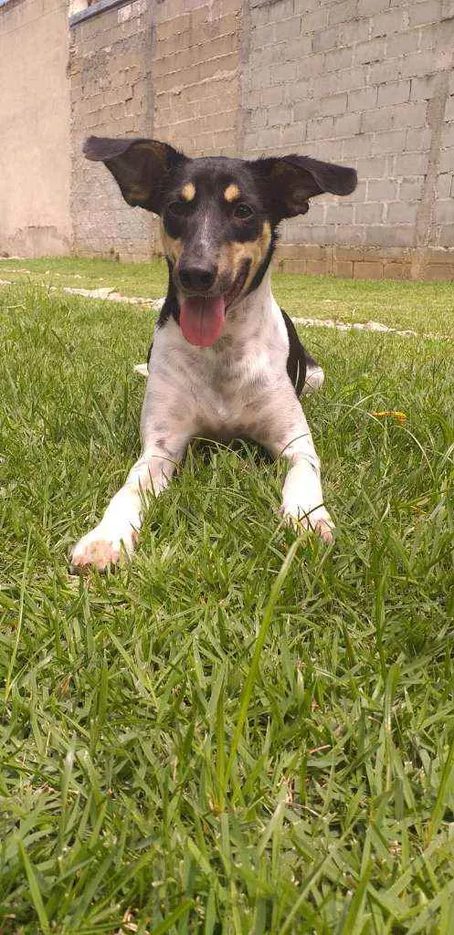 Cachorro raça MESTIÇO DE FOX PAULISTINHA idade 7 a 11 meses nome CALVIM