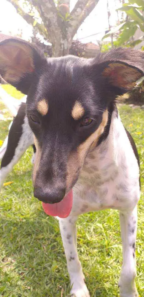 Cachorro raça MESTIÇO DE FOX PAULISTINHA idade 7 a 11 meses nome CALVIM