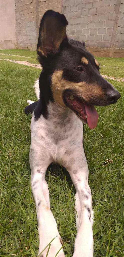 Cachorro raça MESTIÇO DE FOX PAULISTINHA idade 7 a 11 meses nome CALVIM