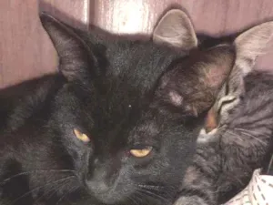 Gato raça Mestiço idade 2 a 6 meses nome Sombra negra