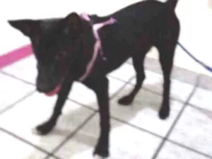 Cachorro raça Srd idade 2 a 6 meses nome Nina