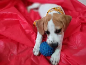 Cachorro raça Srd idade 2 a 6 meses nome Shakira