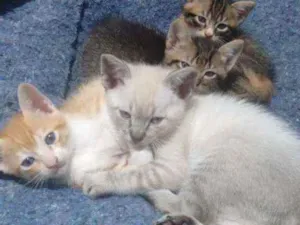 Gato raça RSD  idade 2 a 6 meses nome bebezinhos