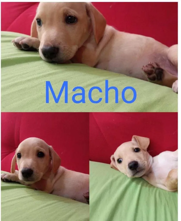 Cachorro raça SRD-ViraLata idade Abaixo de 2 meses nome Lindos bebês