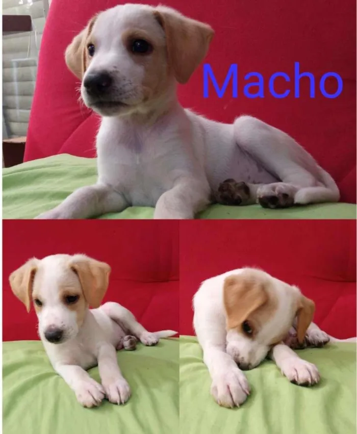 Cachorro raça SRD-ViraLata idade Abaixo de 2 meses nome Lindos bebês