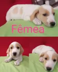 Lindos bebês