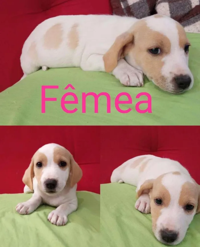 Cachorro raça SRD-ViraLata idade Abaixo de 2 meses nome Lindos bebês