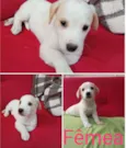 Lindos bebês