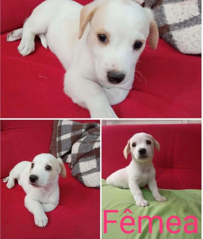 Cachorro raça SRD-ViraLata idade Abaixo de 2 meses nome Lindos bebês