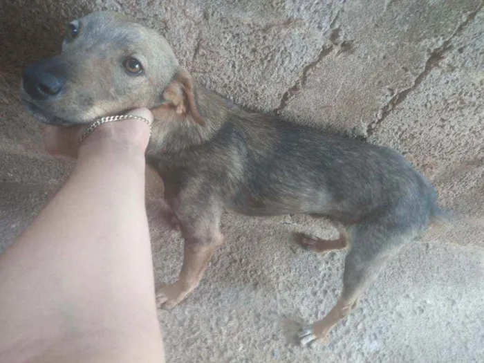 Cachorro ra a Viralata  idade 7 a 11 meses nome Baleia