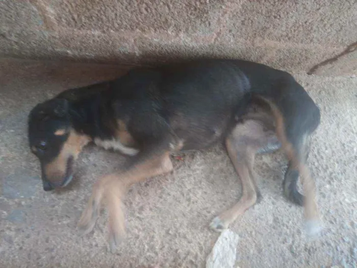 Cachorro ra a Viralata  idade 2 anos nome Baybe