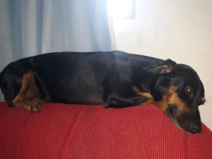 Cachorro raça vira lata idade 2 anos nome nina