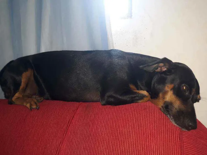 Cachorro ra a vira lata idade 2 anos nome nina