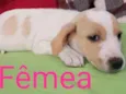 Lindos bebês