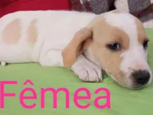 Cachorro raça SRD-ViraLata idade Abaixo de 2 meses nome Lindos bebês