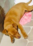 Cachorro raça  idade 2 a 6 meses nome Apollo filhote 