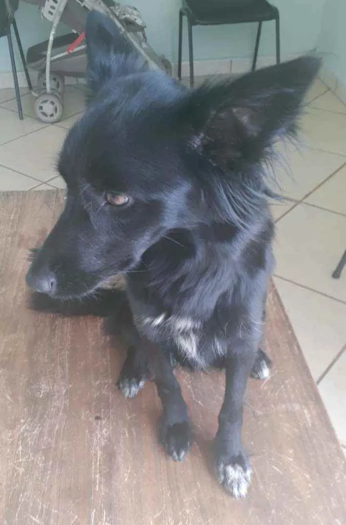 Cachorro ra a Mestiça border collie idade 7 a 11 meses nome Luna