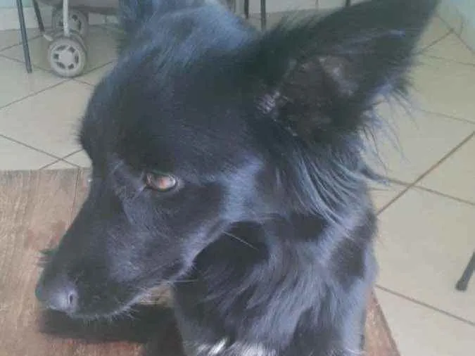 Cachorro ra a Mestiça border collie idade 7 a 11 meses nome Luna