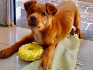 Cachorro raça  idade 2 a 6 meses nome Apollo filhote 