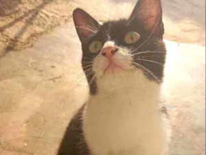 Gato raça SRD idade 7 a 11 meses nome Menina