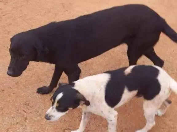 Cachorro ra a SRD idade 4 anos nome Negona & Pequeno