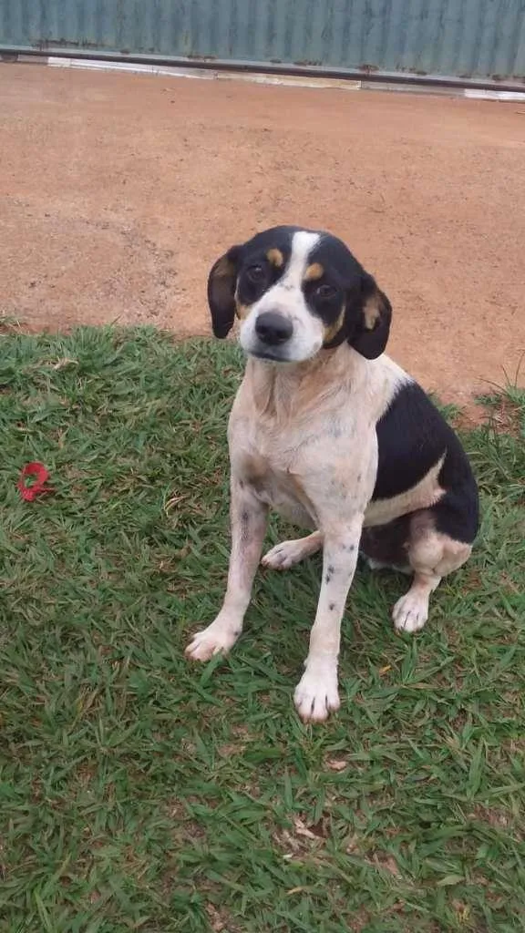 Cachorro ra a SRD idade 4 anos nome Negona & Pequeno
