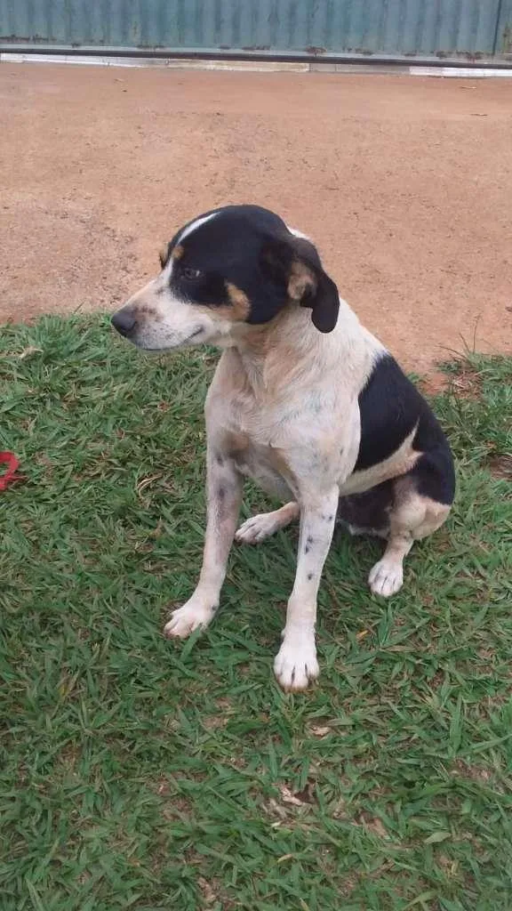 Cachorro ra a SRD idade 4 anos nome Negona & Pequeno
