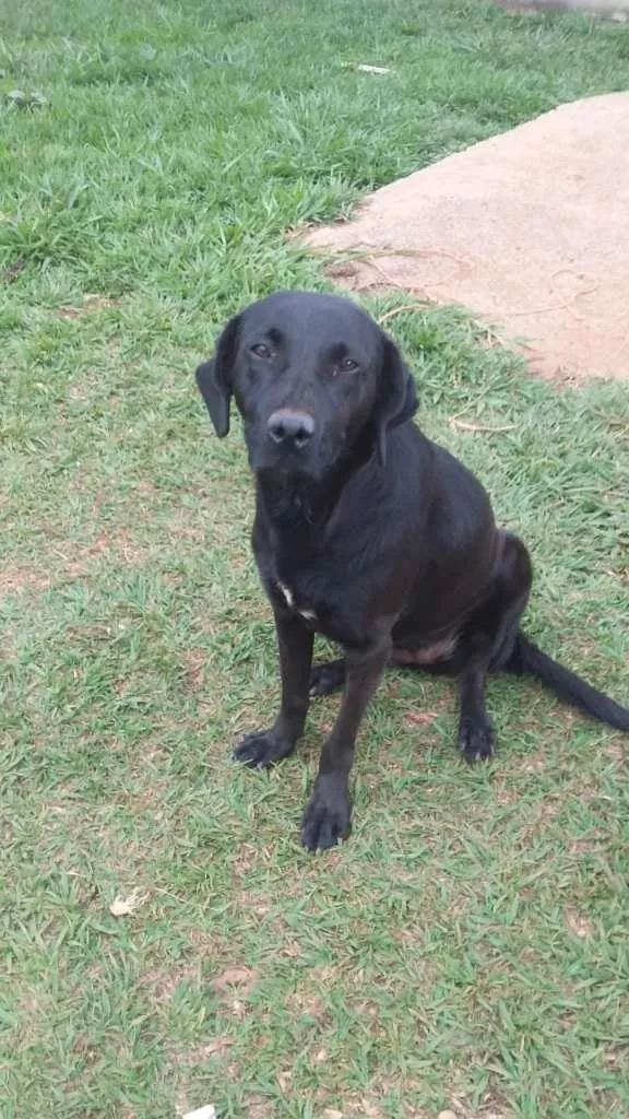 Cachorro ra a SRD idade 4 anos nome Negona & Pequeno