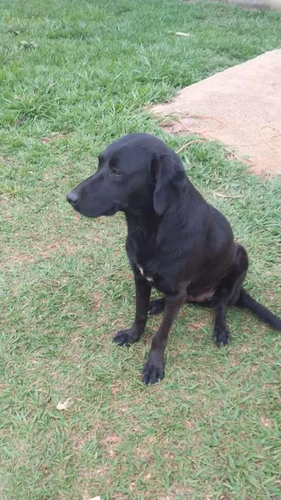 Cachorro ra a SRD idade 4 anos nome Negona & Pequeno