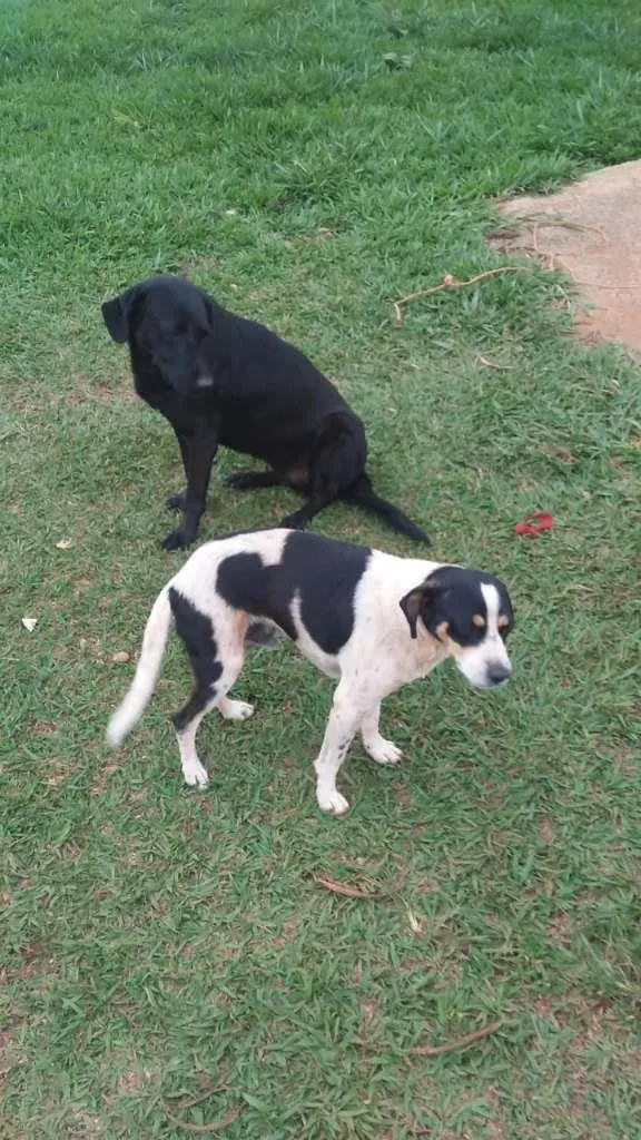 Cachorro ra a SRD idade 4 anos nome Negona & Pequeno