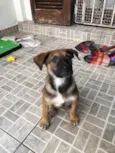 Cachorro raça SRD idade 2 a 6 meses nome Luke
