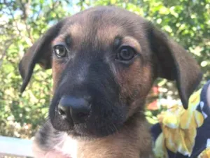 Cachorro raça SRD idade 2 a 6 meses nome Luke