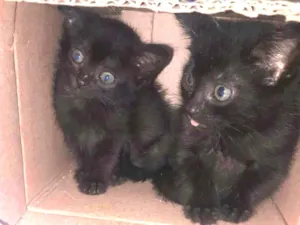Gato raça  idade 2 a 6 meses nome Gatinhos 