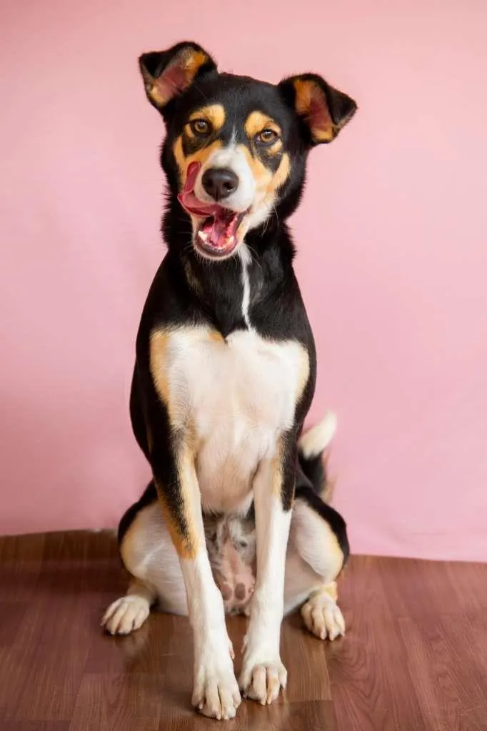 Cachorro raça SRD-ViraLata idade 3 anos nome LEO E LINDA