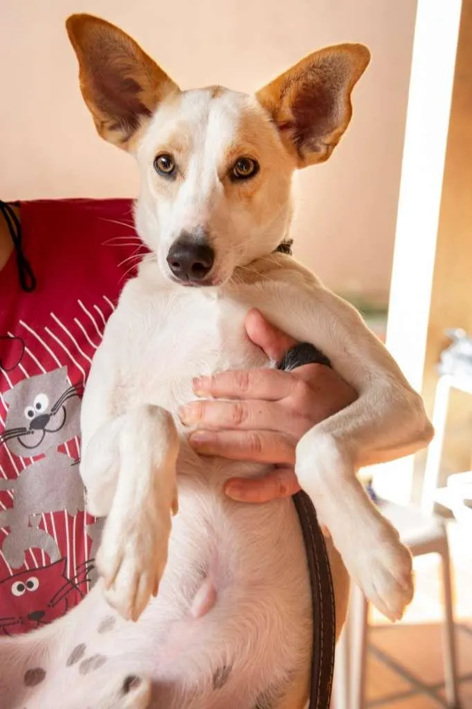 Cachorro raça SRD-ViraLata idade 3 anos nome LEO E LINDA