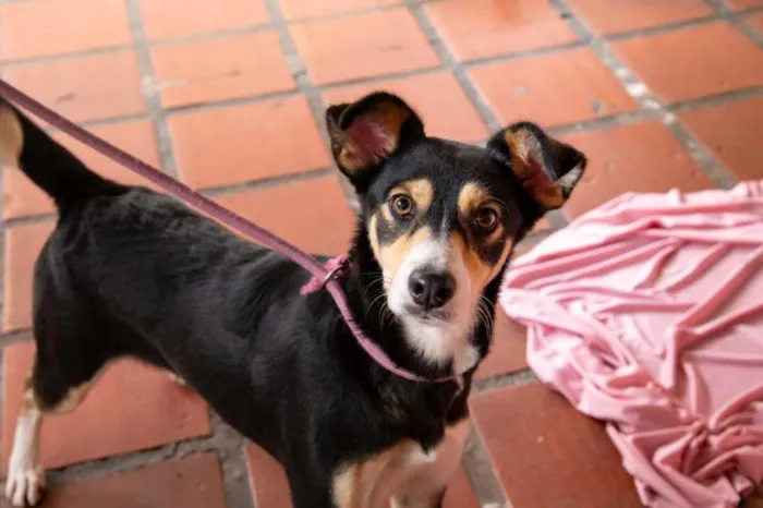 Cachorro raça SRD-ViraLata idade 3 anos nome LEO E LINDA