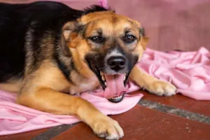 Cachorro raça SRD-ViraLata idade 2 anos nome SOL 