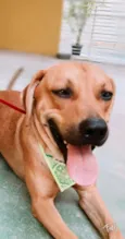 Cachorro raça SRD-ViraLata idade 3 anos nome CARAMELO