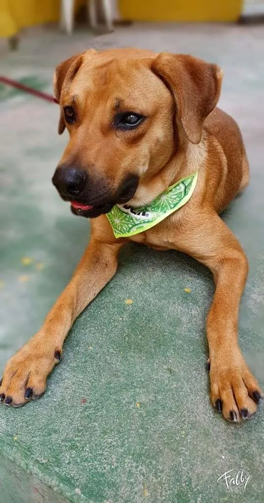 Cachorro raça SRD-ViraLata idade 3 anos nome CARAMELO