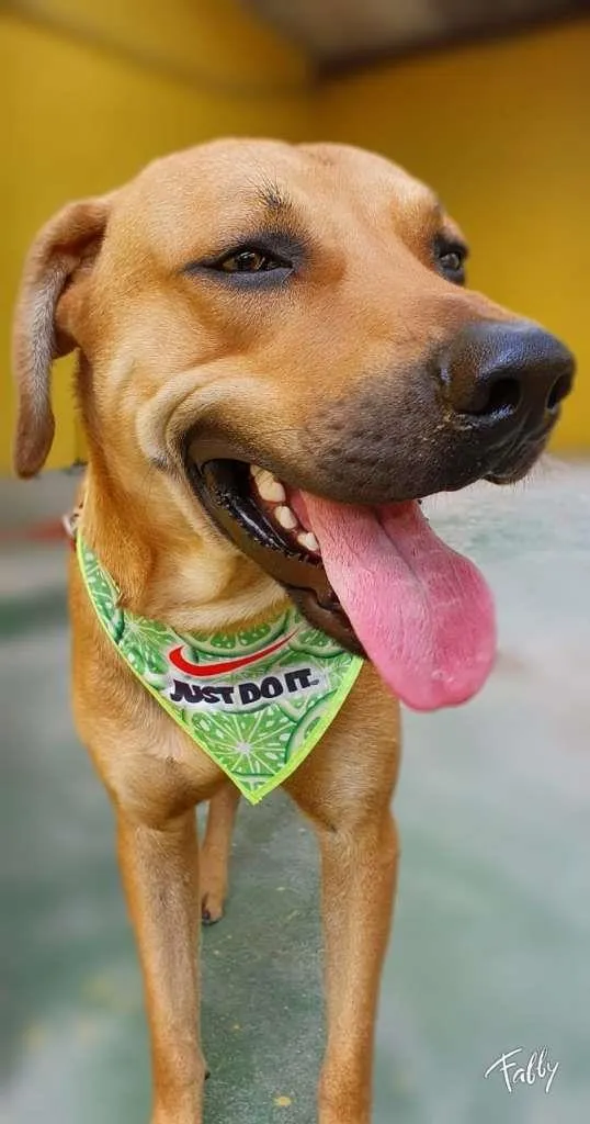 Cachorro raça SRD-ViraLata idade 3 anos nome CARAMELO