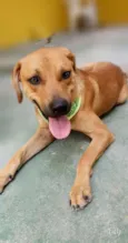 Cachorro raça SRD-ViraLata idade 3 anos nome CARAMELO