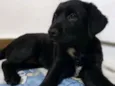 Cachorro raça SRD-ViraLata idade 2 a 6 meses nome Luan